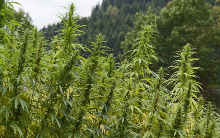 Industrial Hemp Derived CBD is Legal in All 50 States