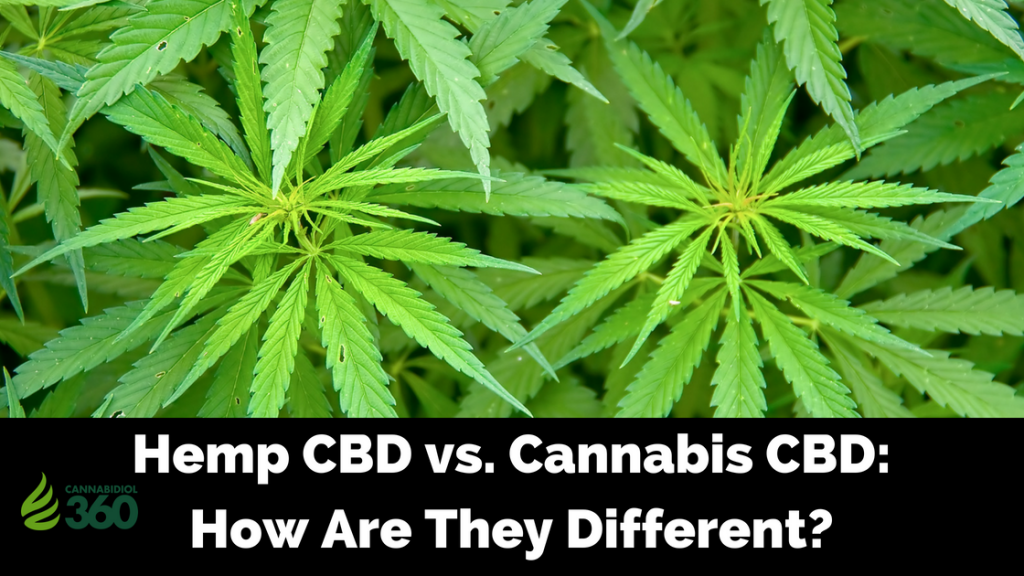 Hemp CBD Vs. Cannabis CBD: How Are They Different? - Cannabidiol 360