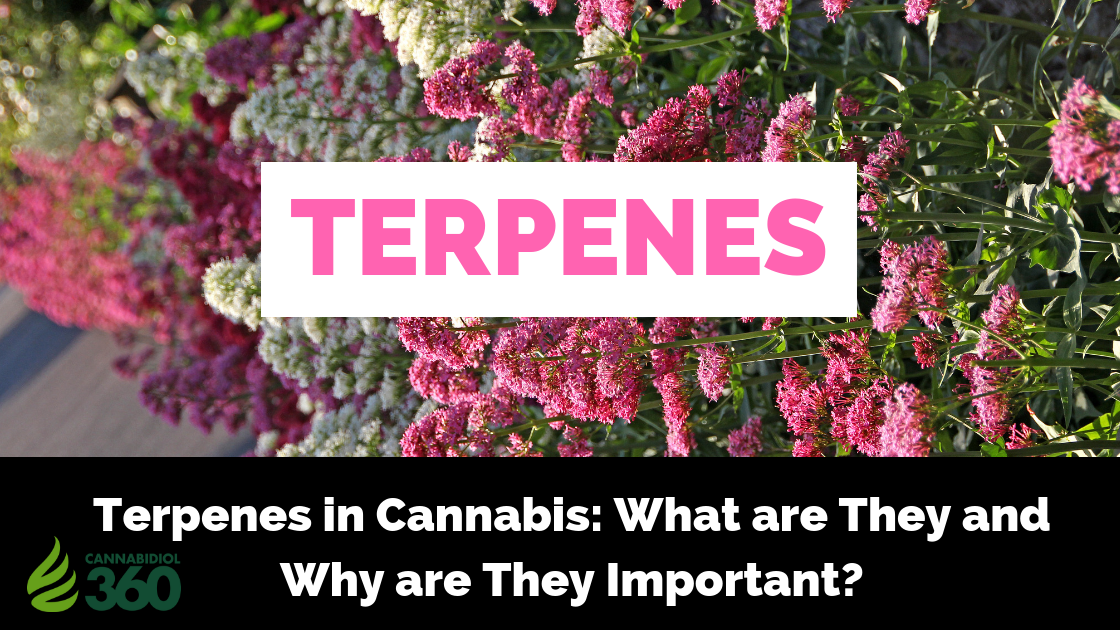 Terpenes In Cannabis What Are They And Why Are They Important