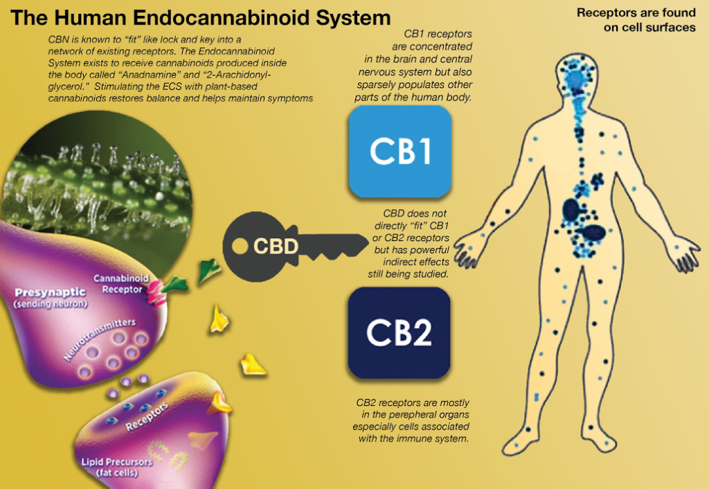 The Endocannabinoid System