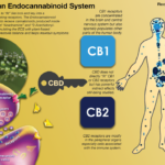 The Human Endocannabinoid System