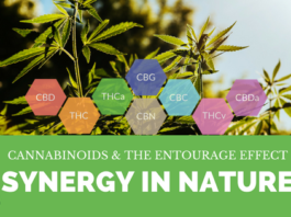 Cannabinoids and the Entourage Effect: Synergy in Nature
