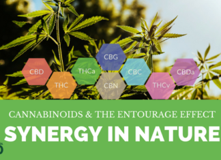 Cannabinoids and the Entourage Effect: Synergy in Nature
