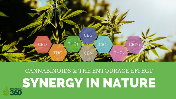 Cannabinoids and the Entourage Effect: Synergy in Nature