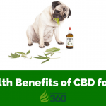 CBD For Pets