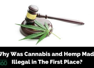 Legacy of CBD: Legalization History of Cannabis & Hemp