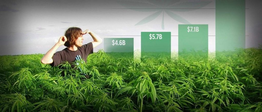 Cannabis Industry Value