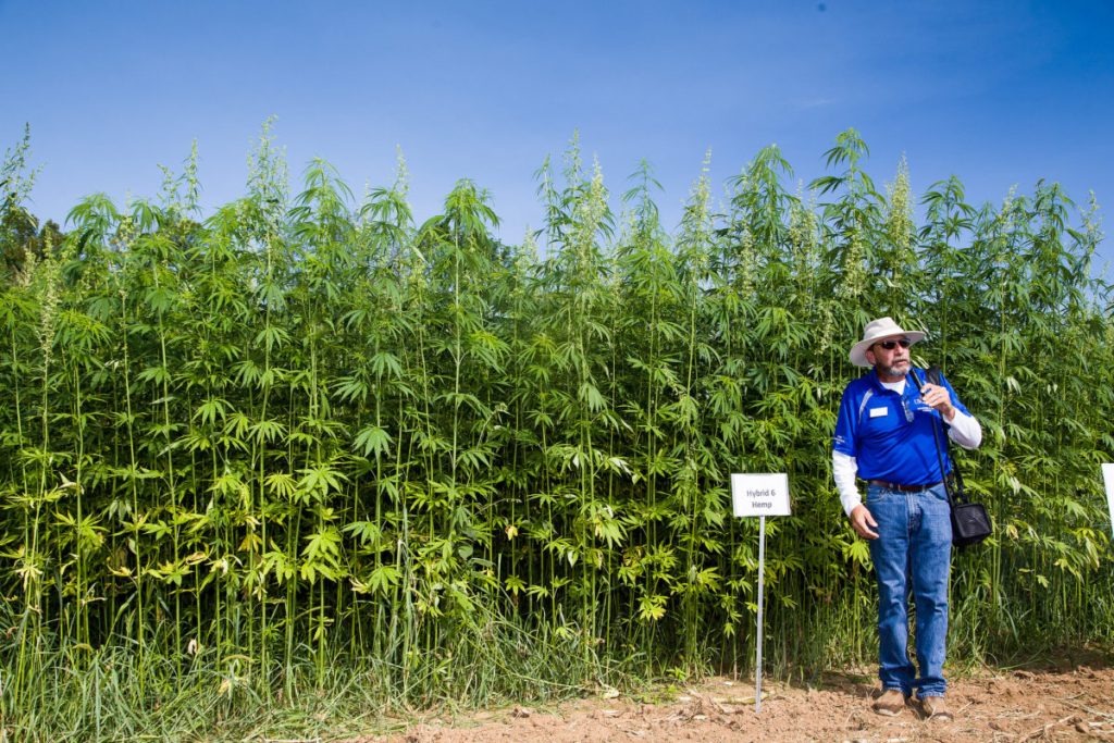 The Rise of the Hemp Industry