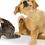 treating-itchy-pets-with-cbd