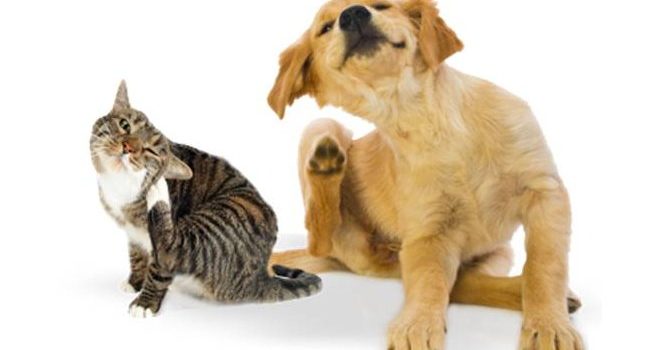 Treating Itchy Pets with CBD