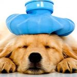 using-cbd-to-treat-pet-pain