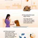 what-to-do-if-your-dog-is-having-a-seizure