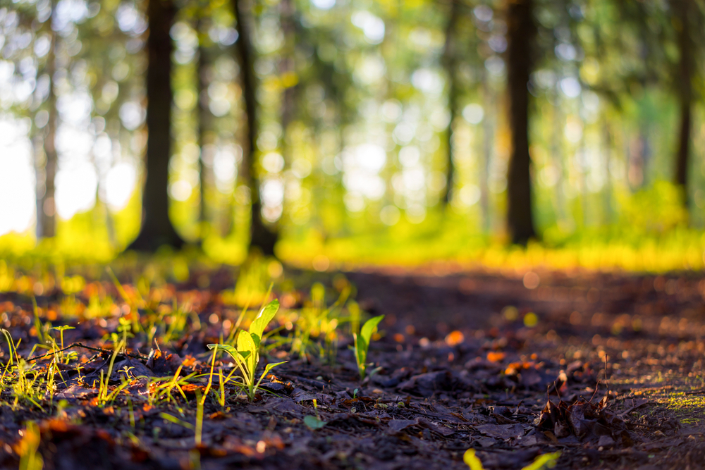 CBD is Connected to Humans by Nature