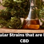 Popular Strains that are Rich in CBD