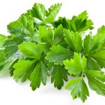 coriander