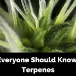 terpenes360