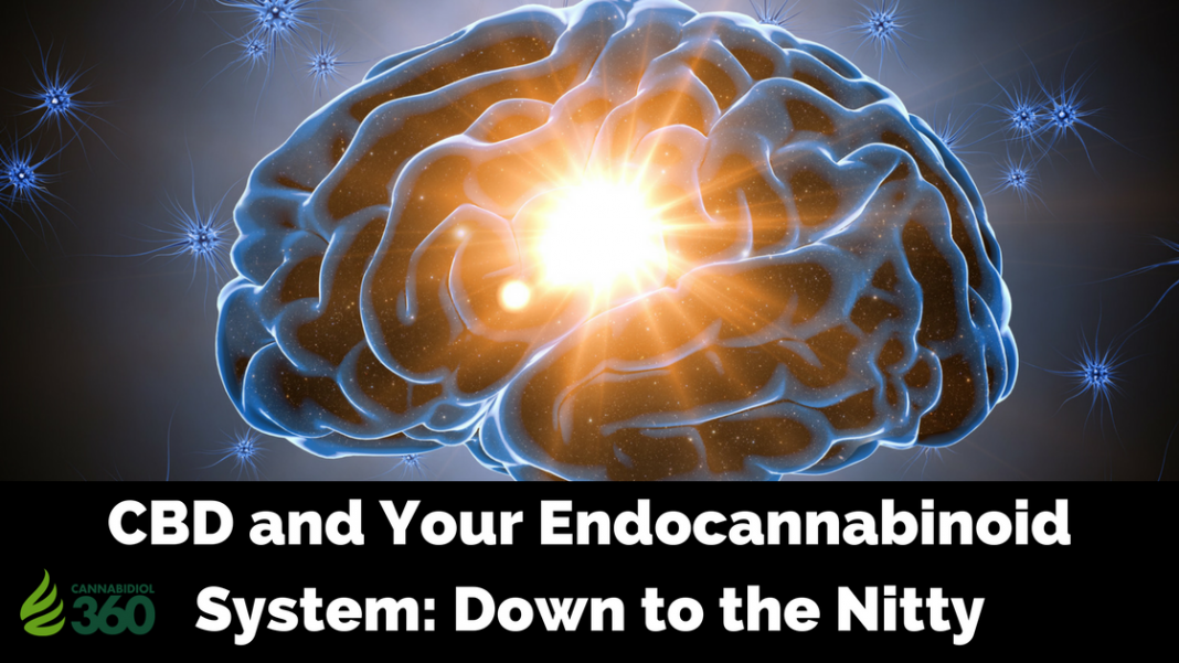 Endocannabinoid System and CBD