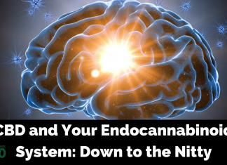 Endocannabinoid System and CBD