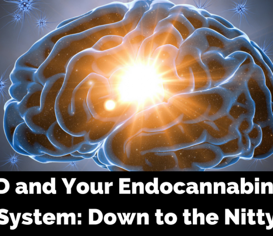 Endocannabinoid System and CBD