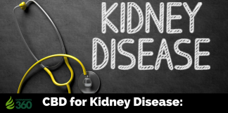 Treating Kidney Disease with CBD