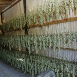 Drying-cannabis-buds