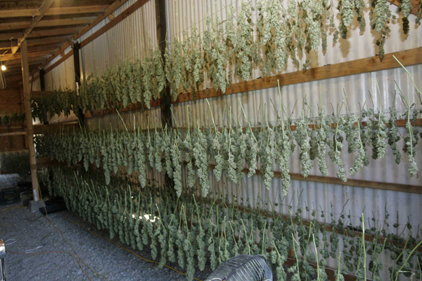 Drying and Curing Stage of Cannabis Growing