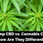 Hemp CBD vs. Cannabis CBD