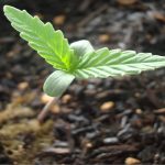 cannabis-seedling-stage