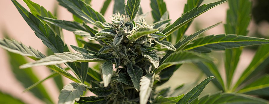 Growing Cannabis: Flowering Stage