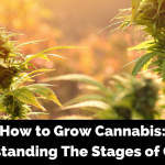 how to grow cannabis