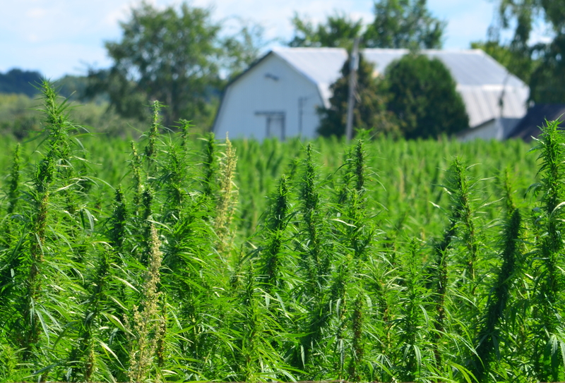 Organic Farming of Hemp and Marijuana