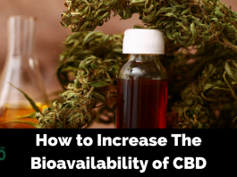 Improve the Function of Your Endocannabinoid System to Improve the Bioavailability of CBD