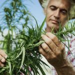 cbd-and-hemp-the-third-industrial-revolution