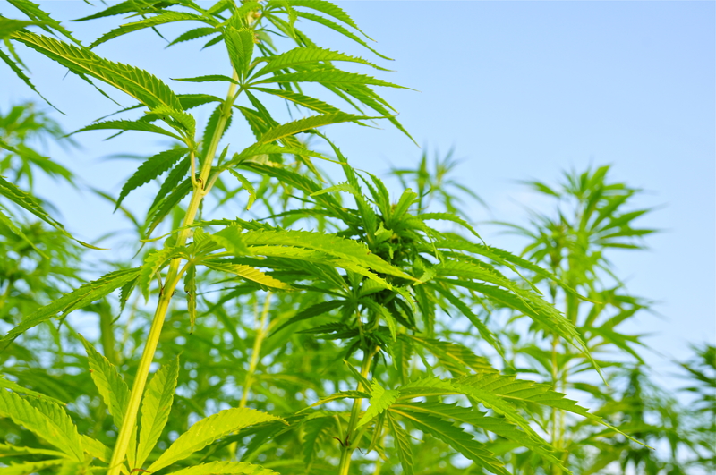 The Role Hemp Will Play in the Future
