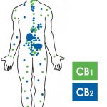 Endocannabinoid System