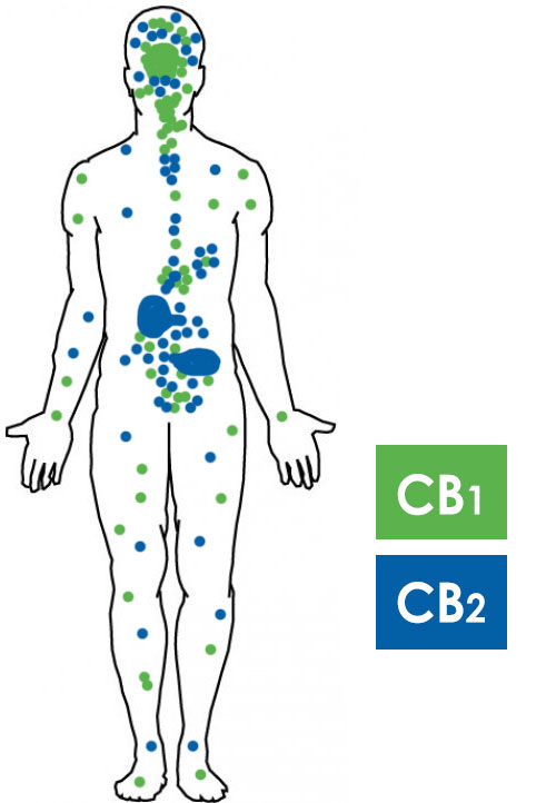 The Endocannabinoid System