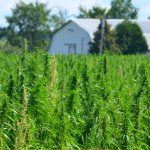 The Hemp Farm Act of 2018