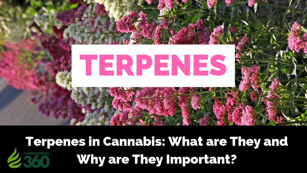 Terpenes in Cannabis: What are They and Why are They Important?