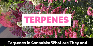 Terpenes in Cannabis: What are They and Why are They Important?