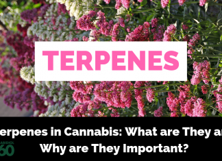 Terpenes in Cannabis: What are They and Why are They Important?