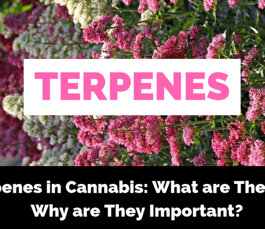 Terpenes in Cannabis: What are They and Why are They Important?