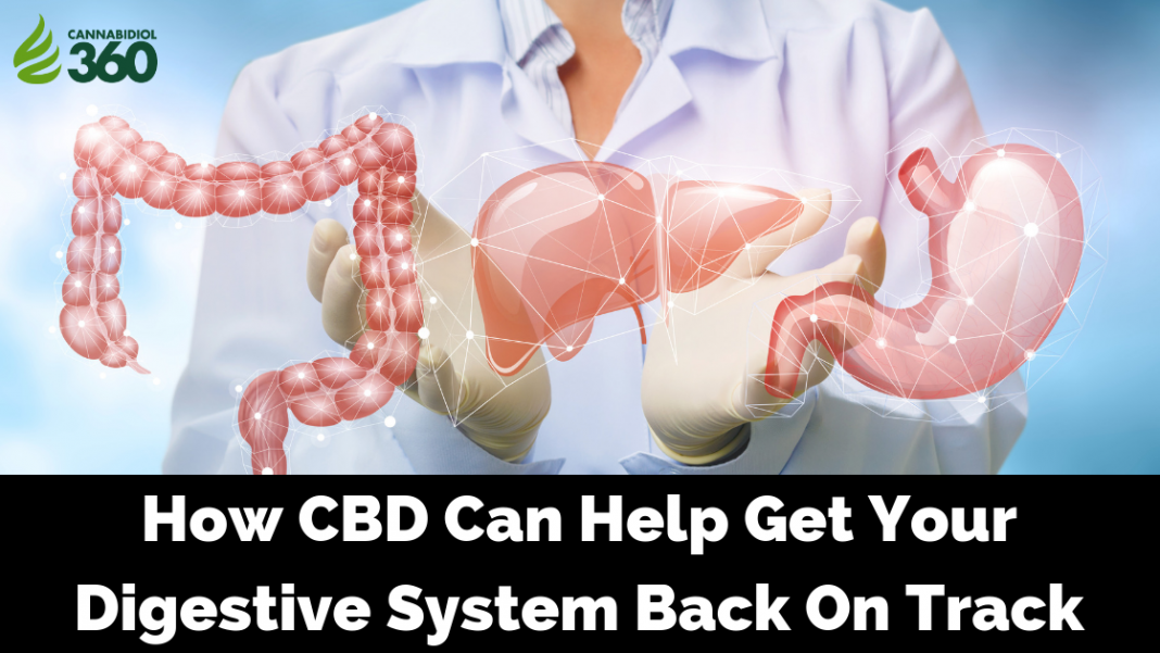 How CBD Can Help Get Your Digestive System Back On Track