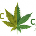 THC vs CBD