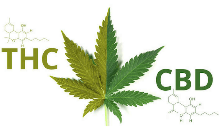 THC vs CBD