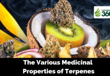 The Various Medicinal Properties of Terpenes