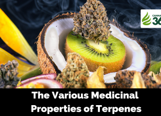 The Various Medicinal Properties of Terpenes