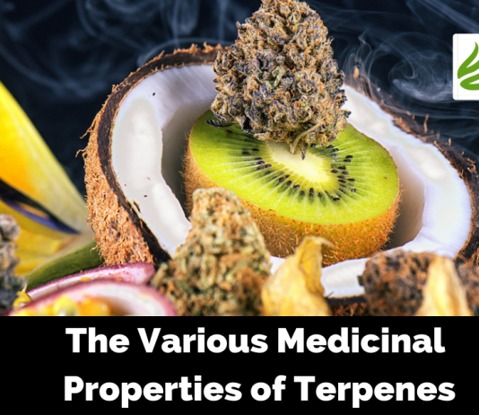 The Various Medicinal Properties of Terpenes