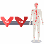 CB1 & CB2 Receptors