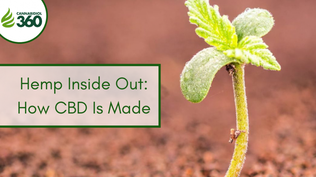 Hemp Inside Out: How CBD Is Made