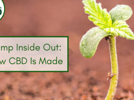 Hemp Inside Out: How CBD Is Made
